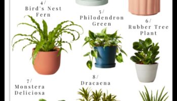מהם הצמחים הטובים ביותר לקישוט פנים?