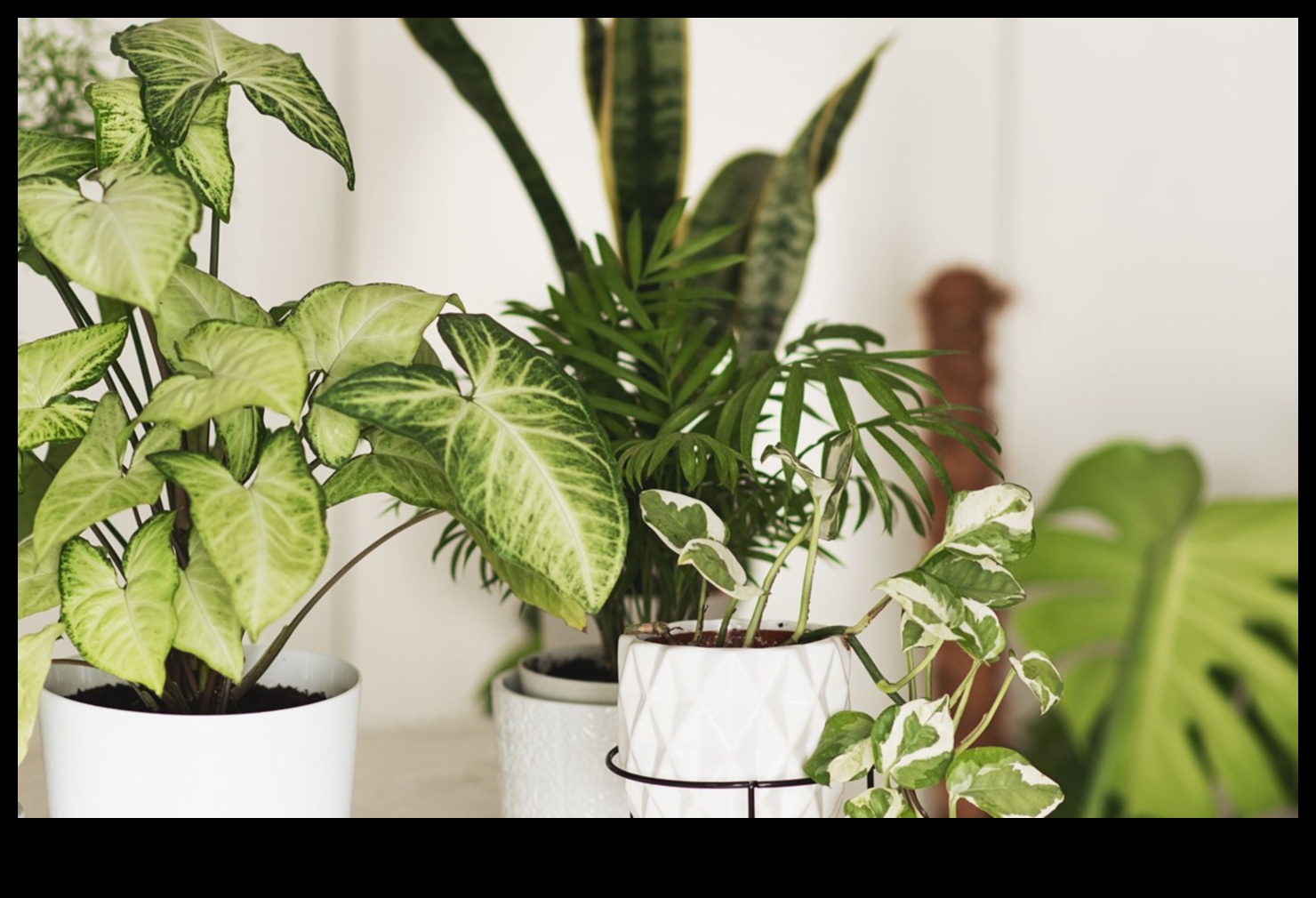 מהם הצמחים הטובים ביותר לקישוט פנים?