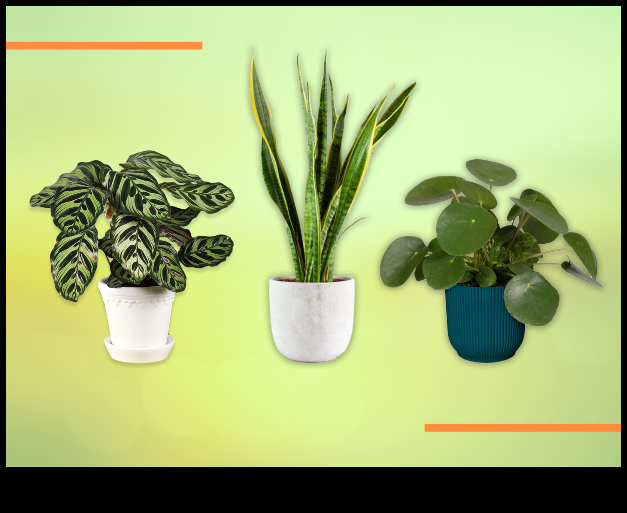 מהם הצמחים הטובים ביותר לקישוט פנים?